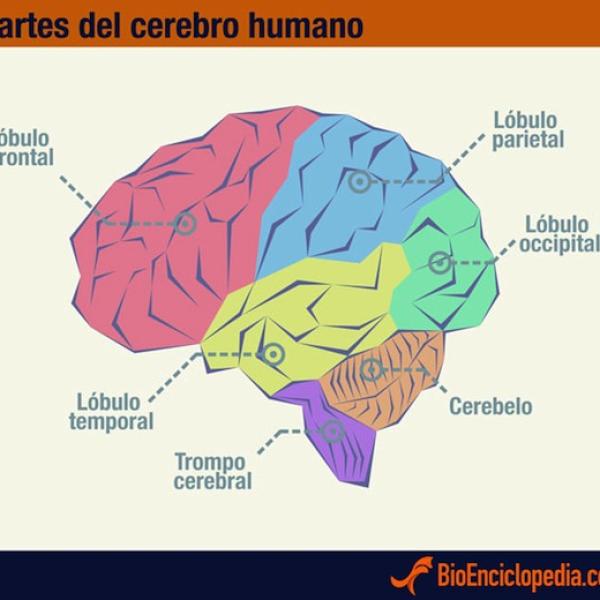 partes del cerebro humano y funciones