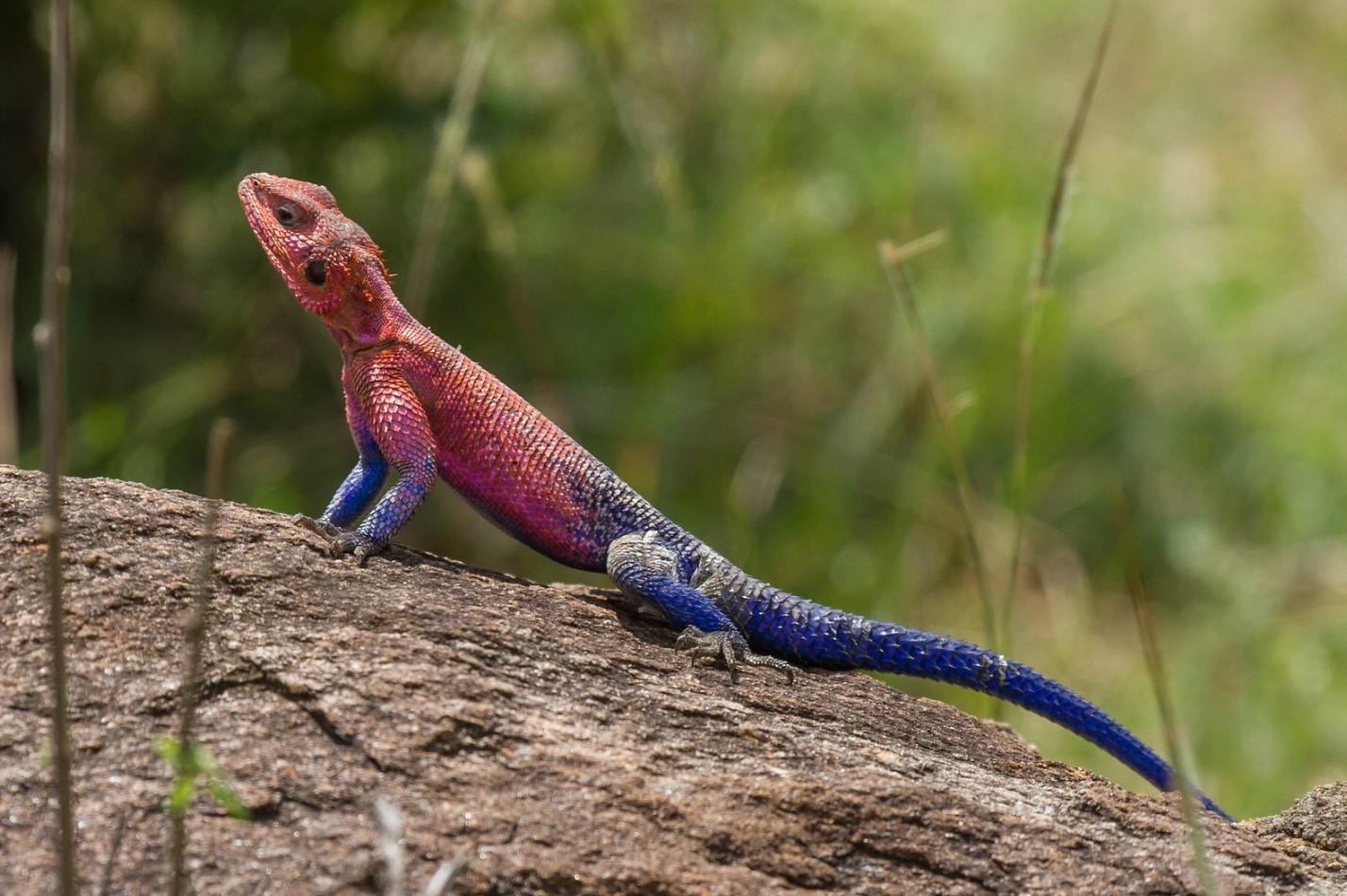 Lagarto spiderman o Agama mwanzae - Características, hábitat y alimentación